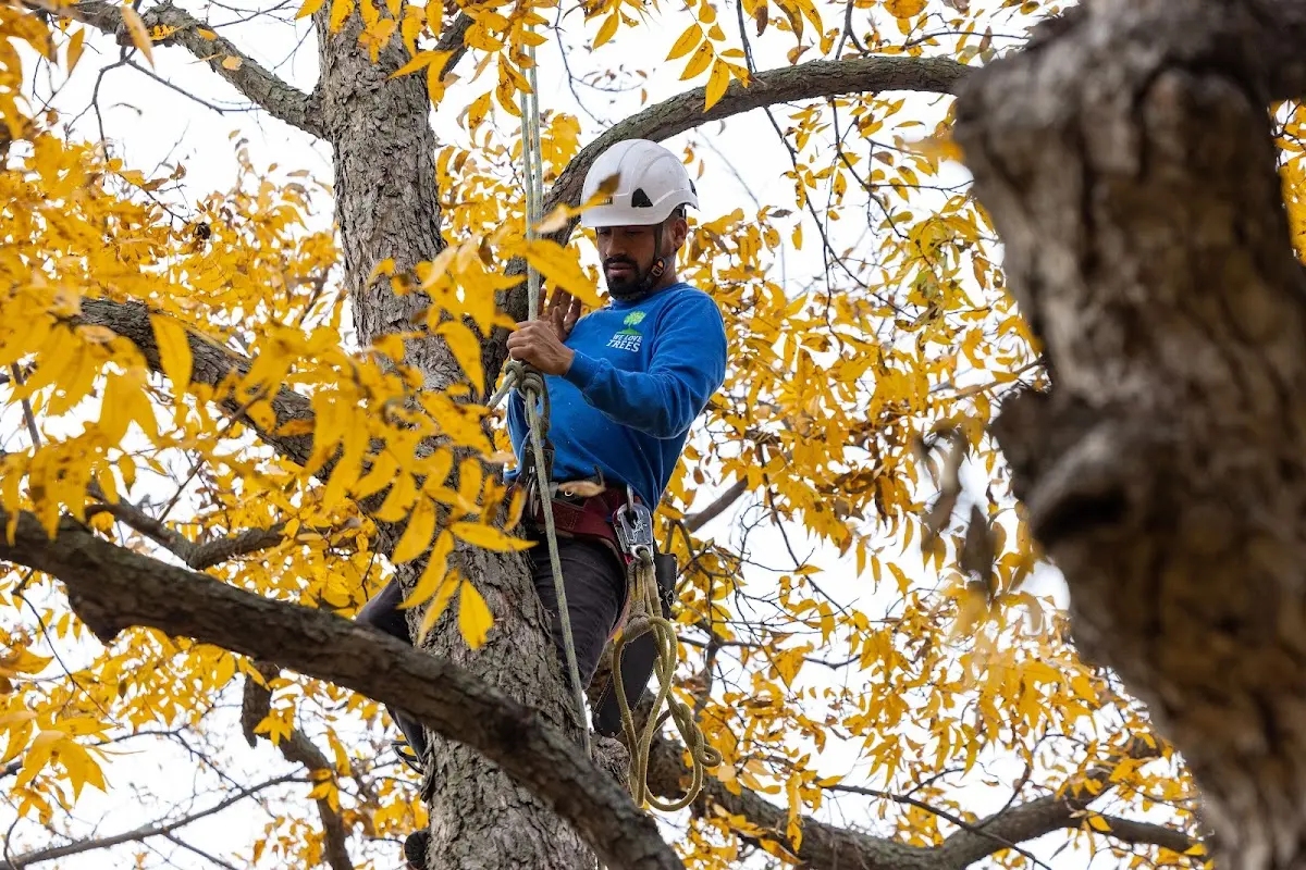 Skilled Tree Pruning crew working in Rio